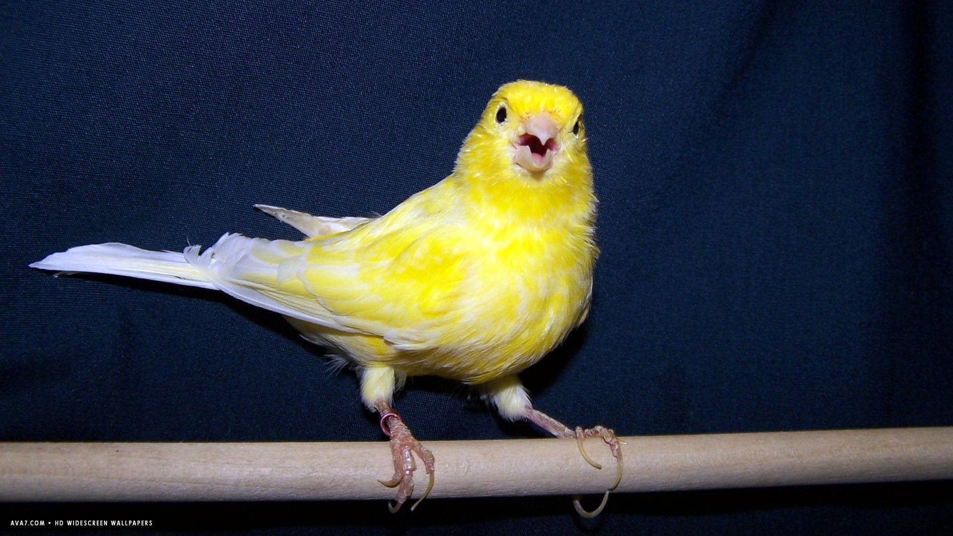 Melodious Canary Bird Serenading In The Sunshine Background