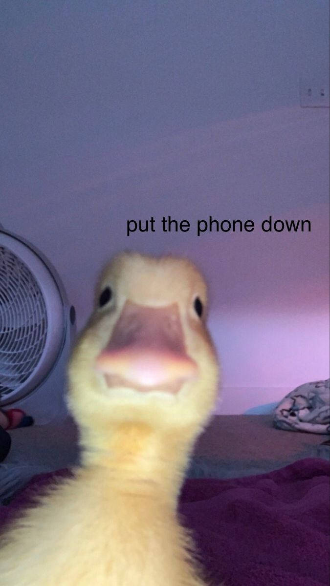 Meme Phone Duck Phone Down Background