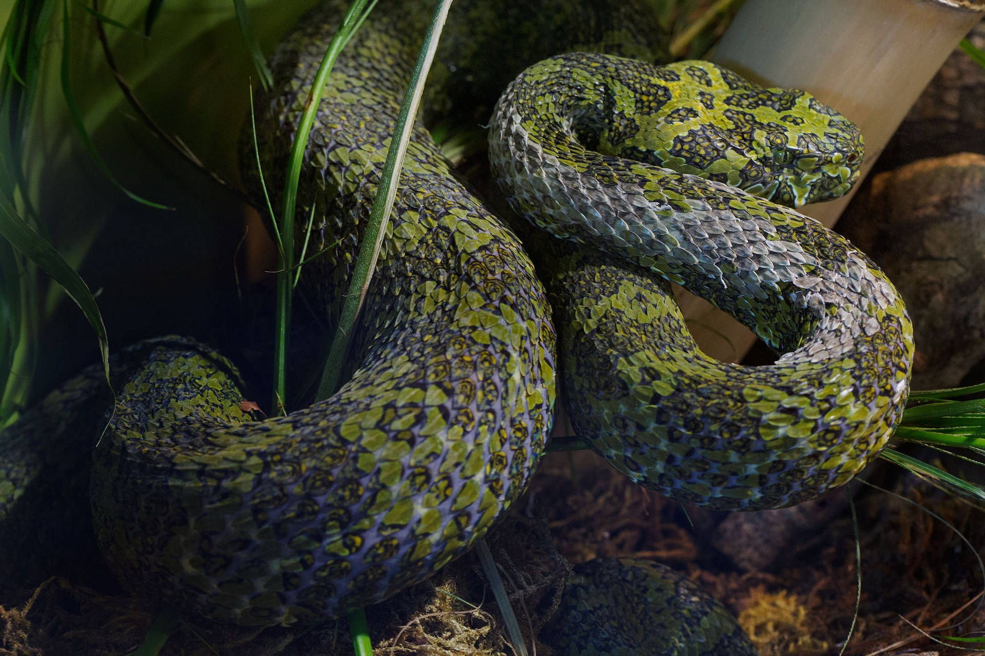 Memphis Zoo Mountain Viper Spot Background