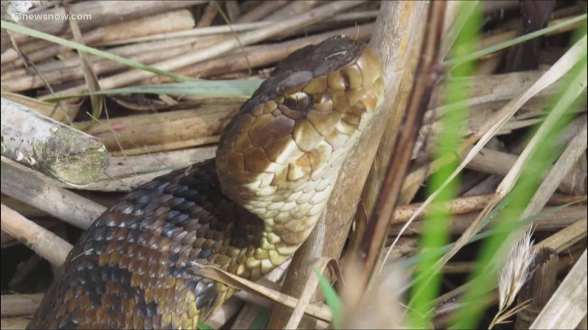 Menacing Brown Scale Cottonmouth Background