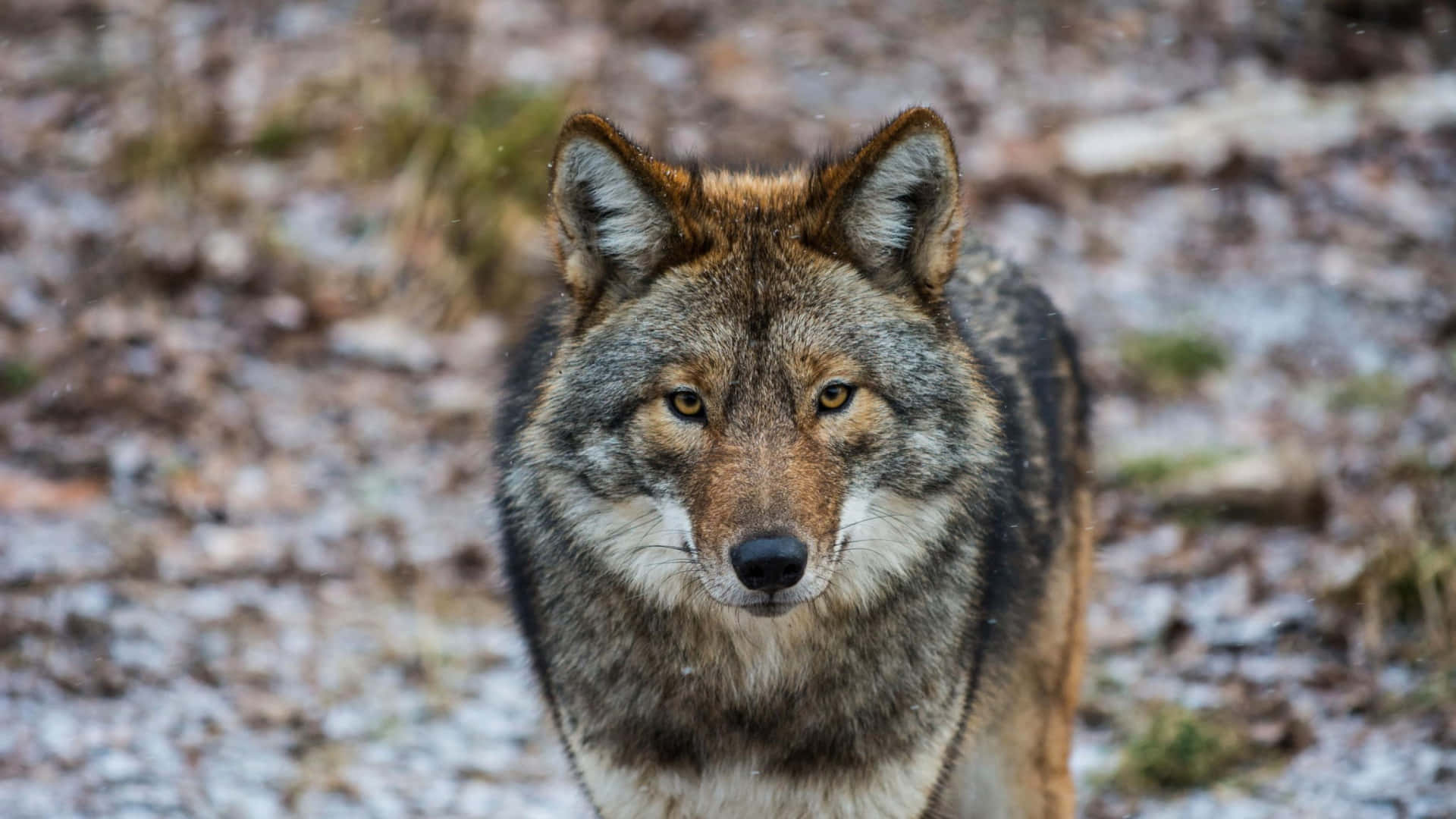 Menacing Coyote Dog