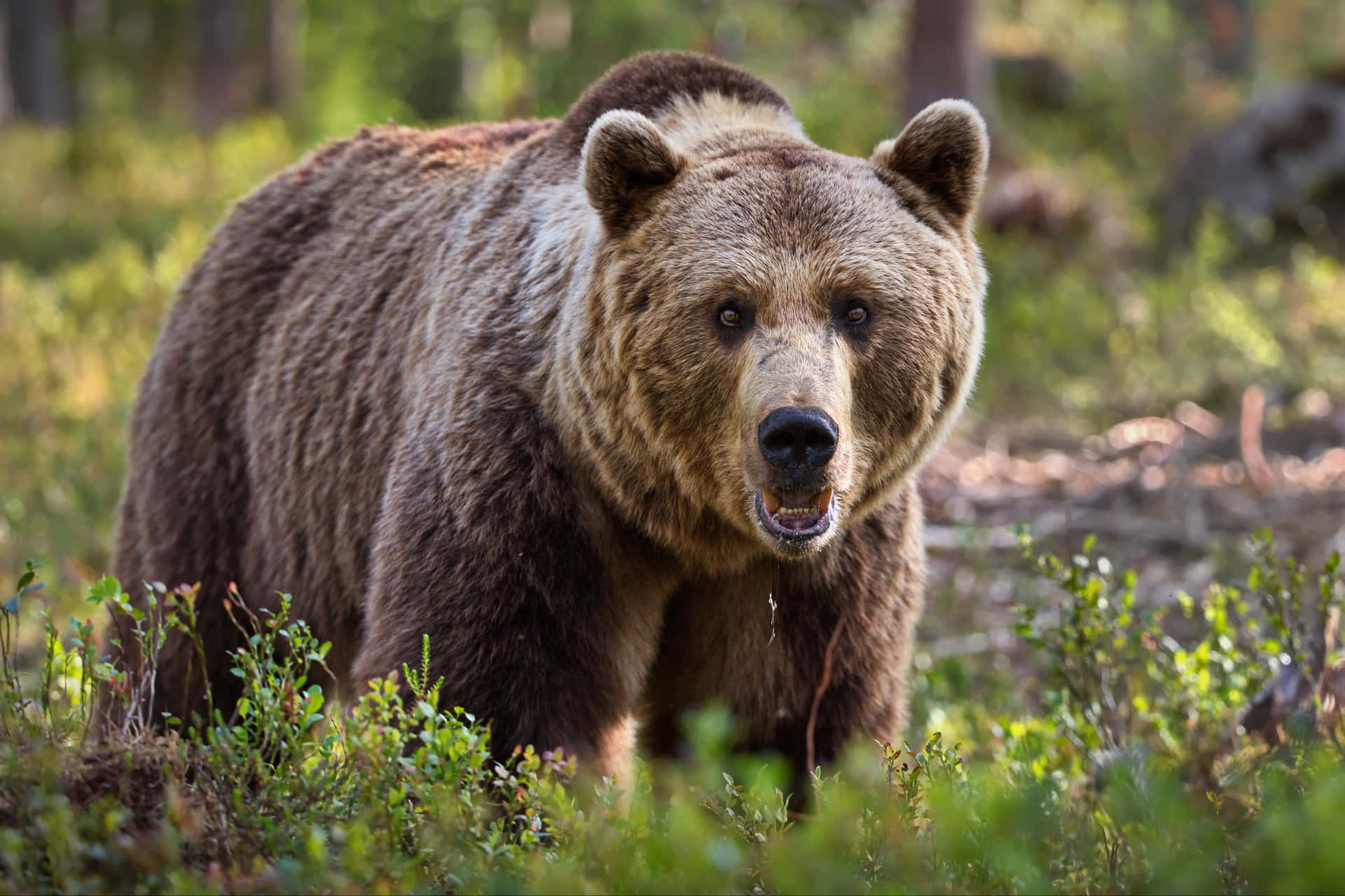 Menacing Grizzly Bear Background