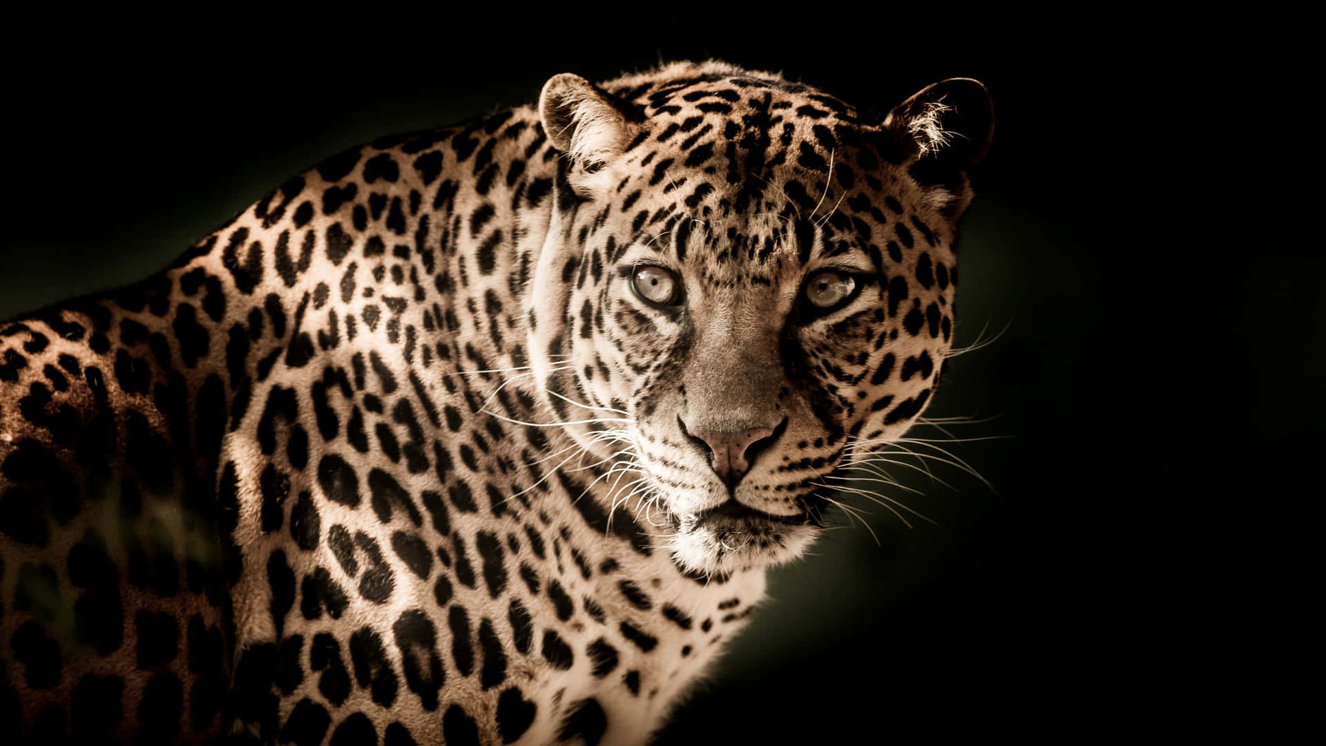 Menacing Jaguar Hd Background