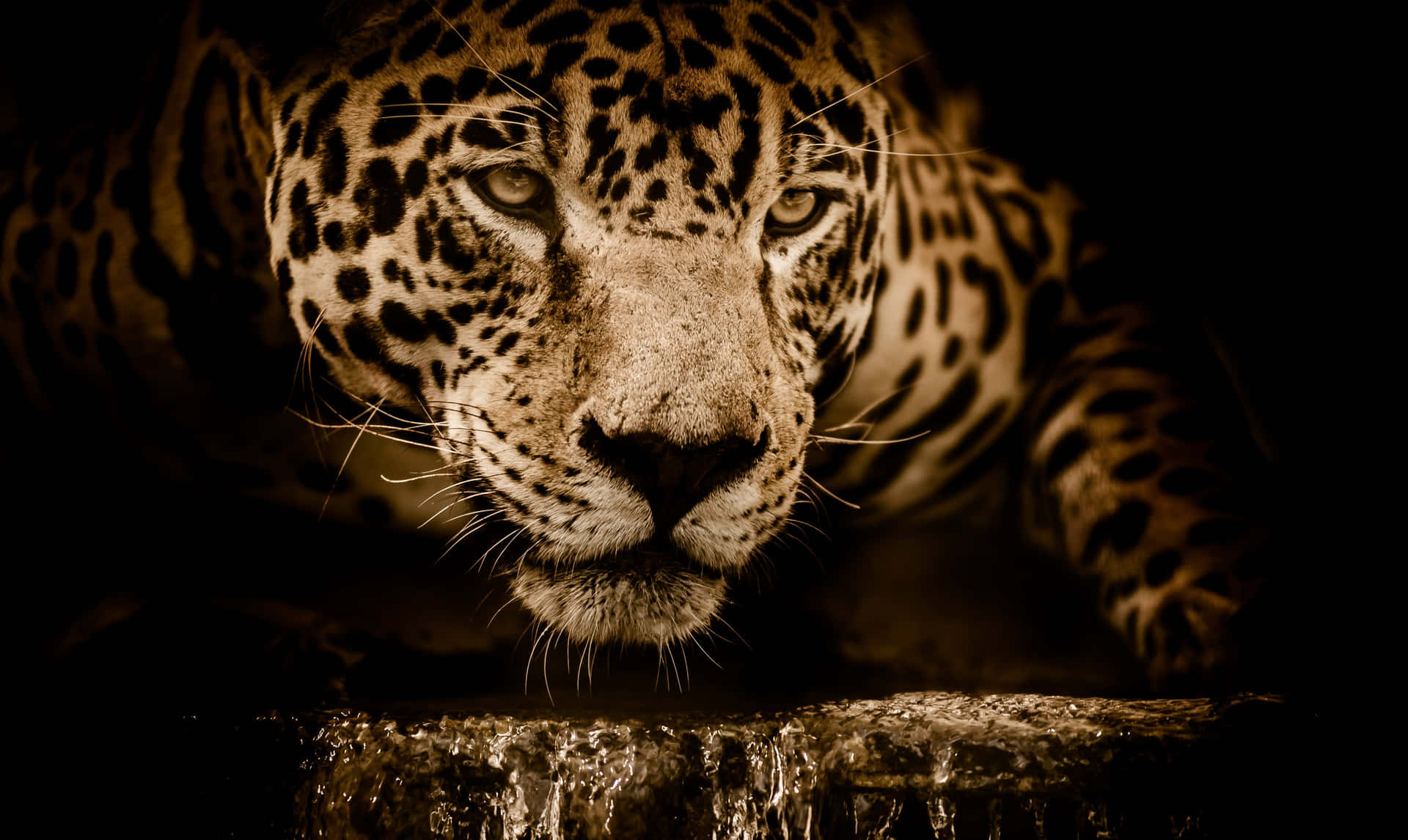 Menacing Look Of A Jaguar Background
