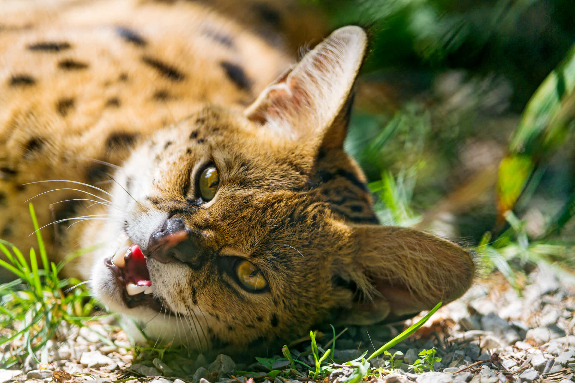 Menacing Roar Of Serval Background