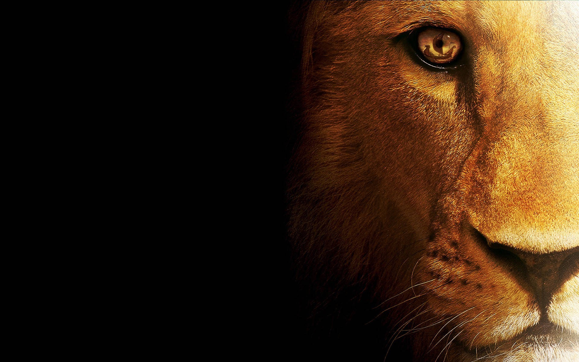 Menacingly Angry Lion Close-up Background