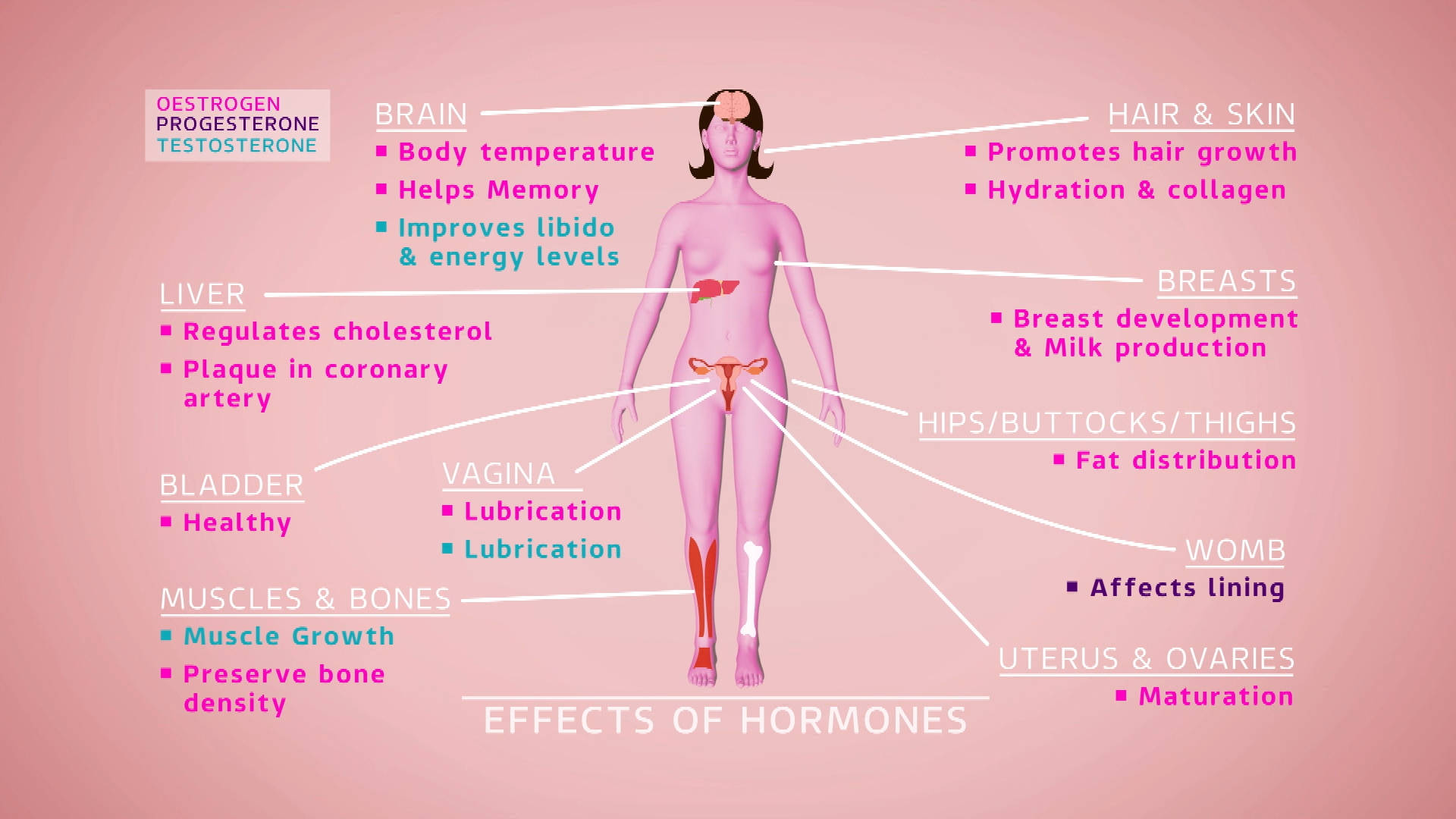 Menopause Changes Diagram Background
