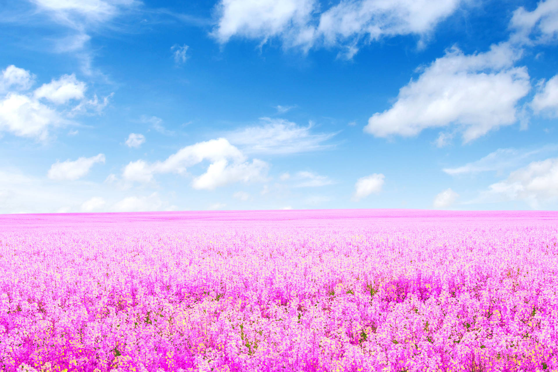 Mesmerizing 4k Landscape Of A Lavender Field In Full Spring Bloom Background