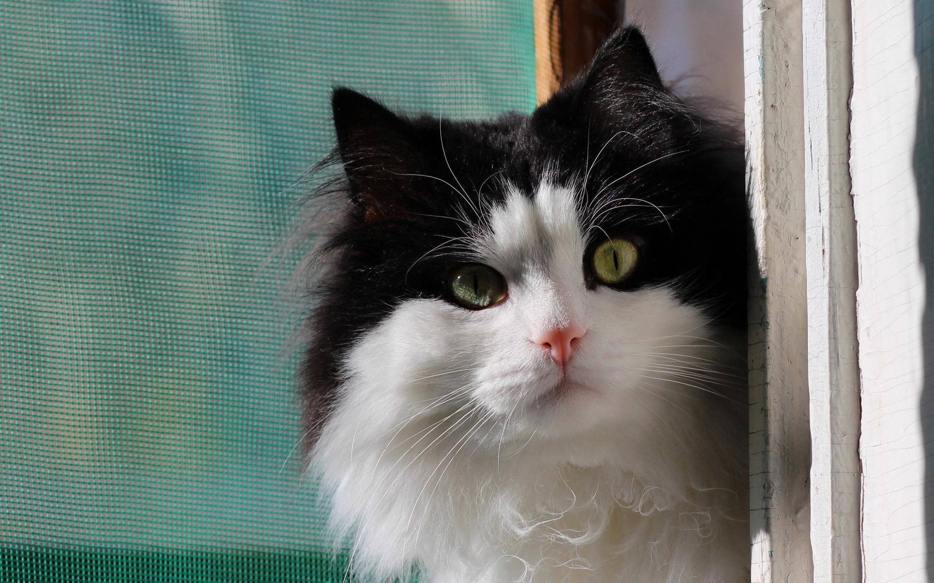 Mesmerizing Black And White Cat With Curly Fur