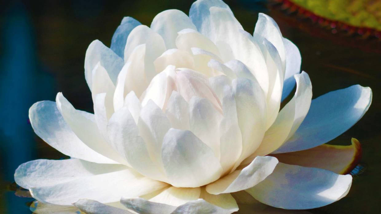 Mesmerizing Blossom Of A Water Lily Background