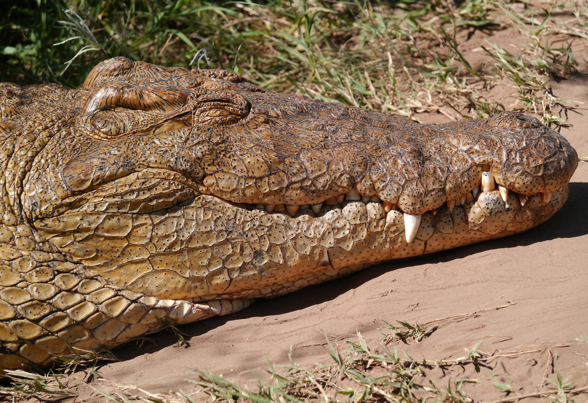 Mesmerizing Close-up Of A Smiling Brown Alligator Background