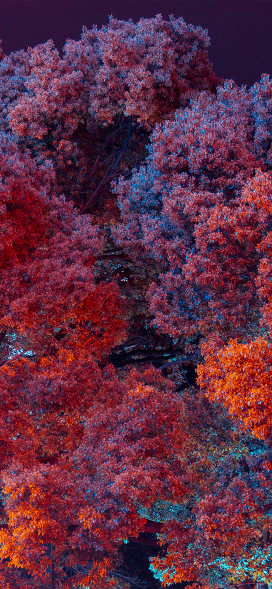 Mesmerizing Forest Scene On An Iphone Screen Background