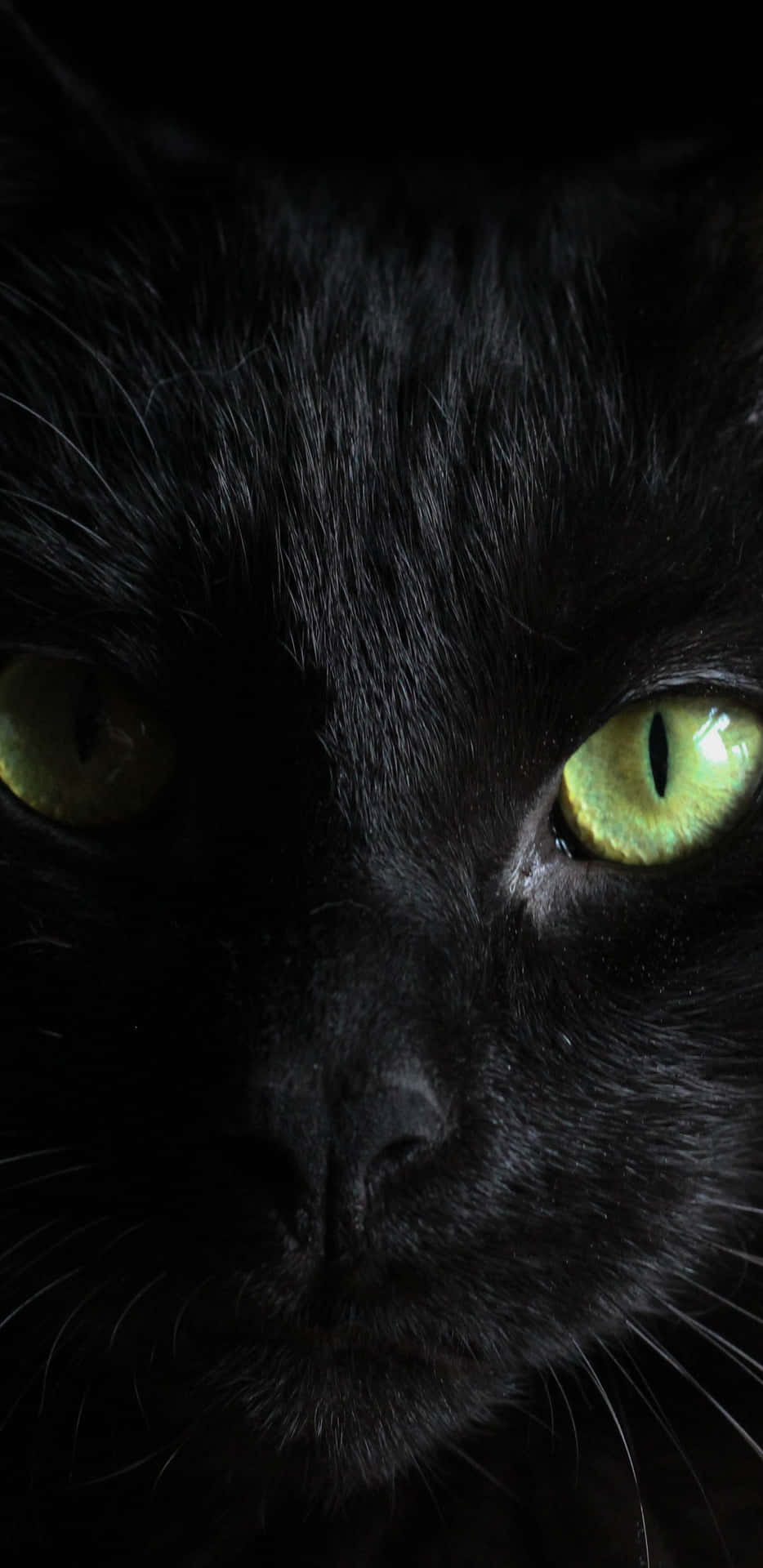 Mesmerizing Green Eyes Of A Black Cat