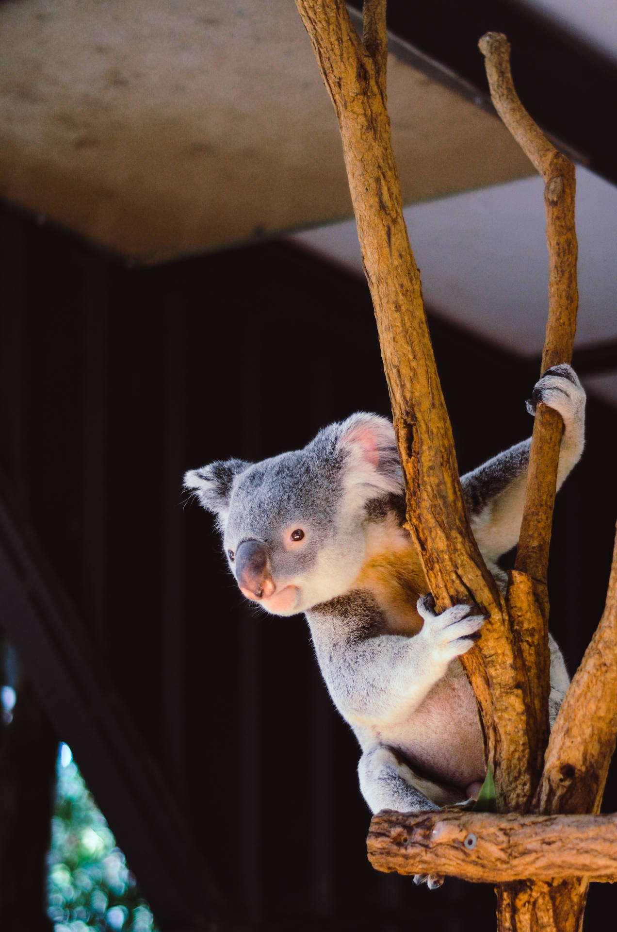 Mesmerizing Koala Background
