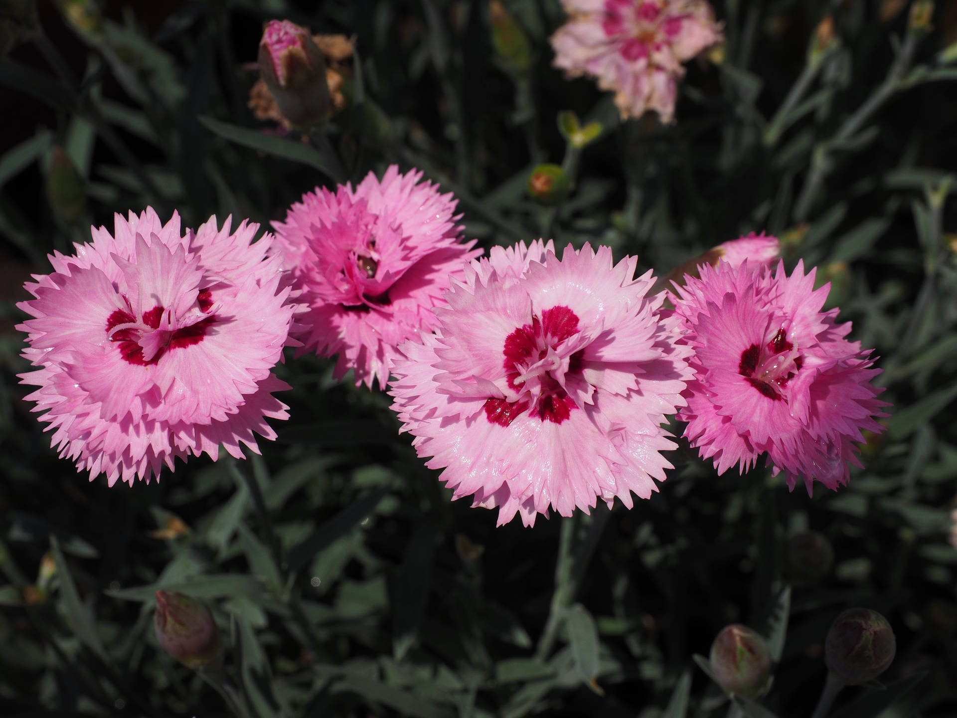 Mesmerizing Pink Carnation In Full Bloom Background