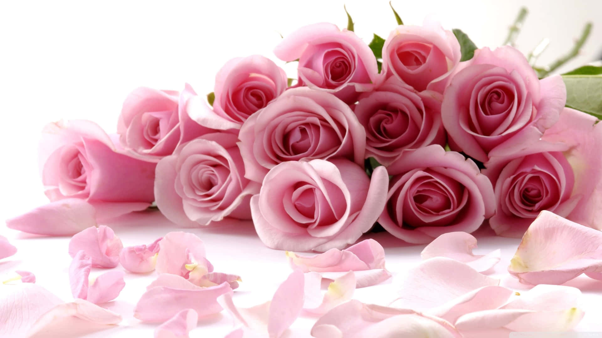 Mesmerizing Pink Garden Rose Bouquet Background