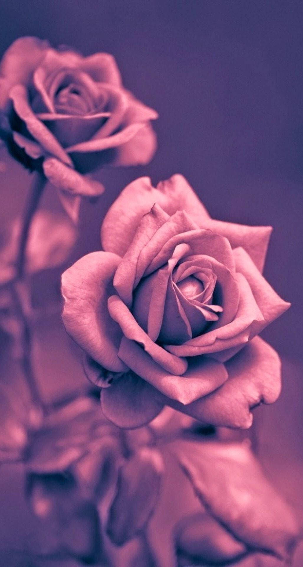 Mesmerizing Pink Rose On Your Iphone