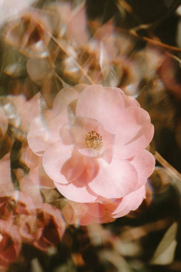 Mesmerizing Pink Vintage Flower Aesthetic Background