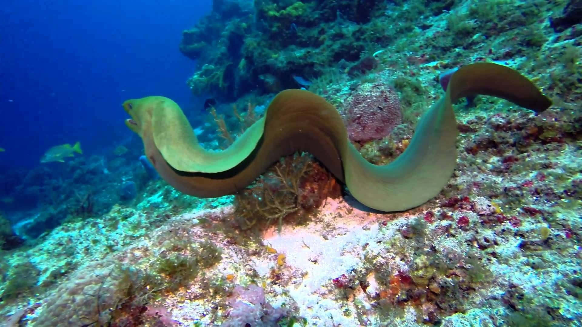 Mesmerizing Sight Of A Moray Eel Lurking Among The Coral Reefs Background