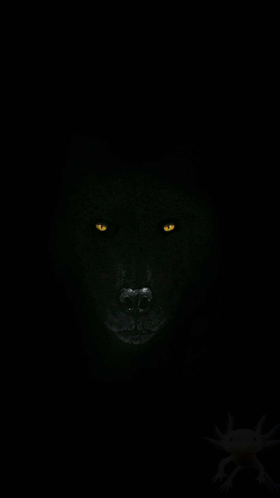 Mesmerizing Stare Of A Majestic Black Wolf Background