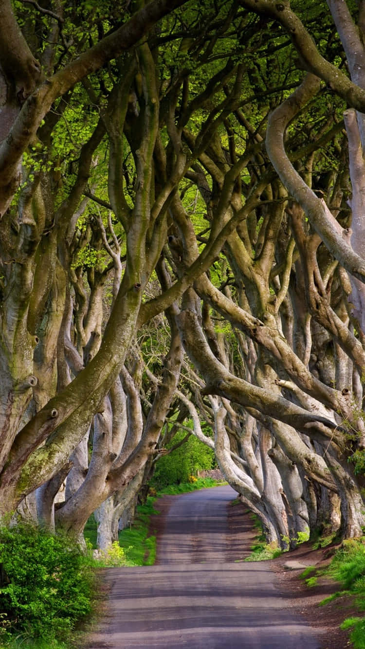 Mesmerizing View Of The Dark Hedges In Northern Ireland.