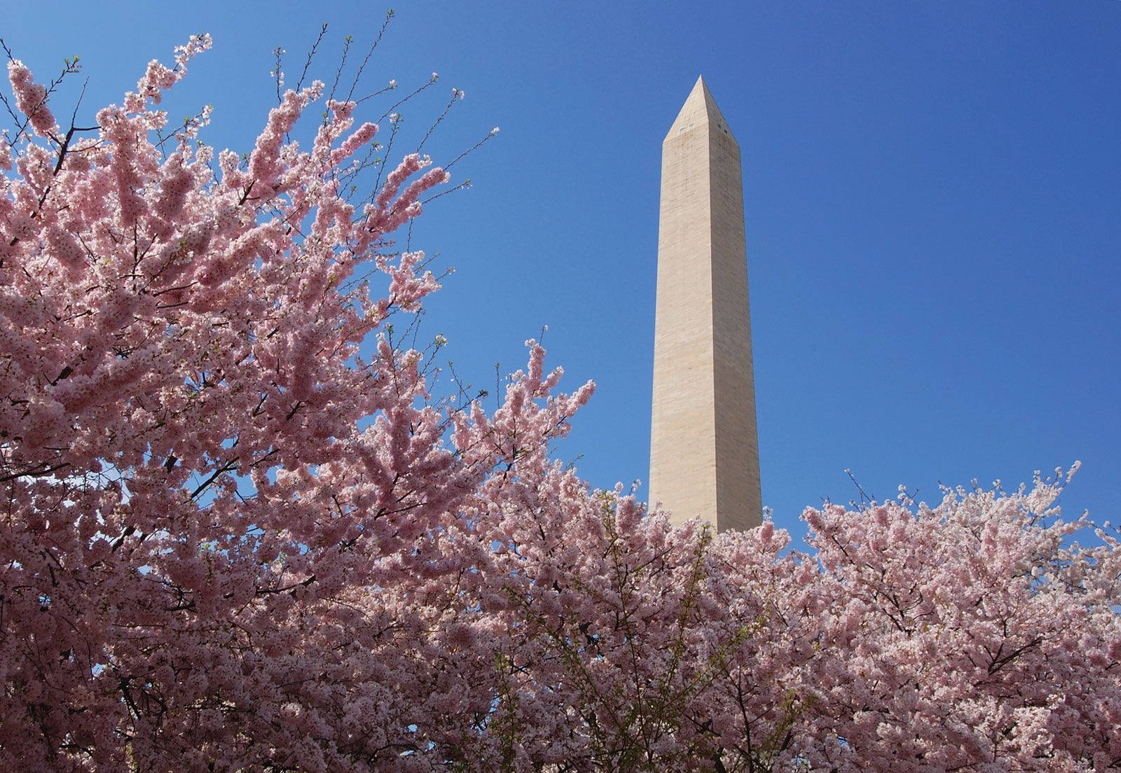 Mesmerizing View Of Washington Monument Encircled By Cherry Blossom.