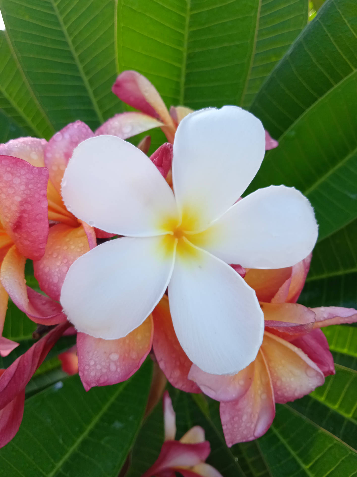 Mesmerizing White Orchid Of Papua New Guinea Background