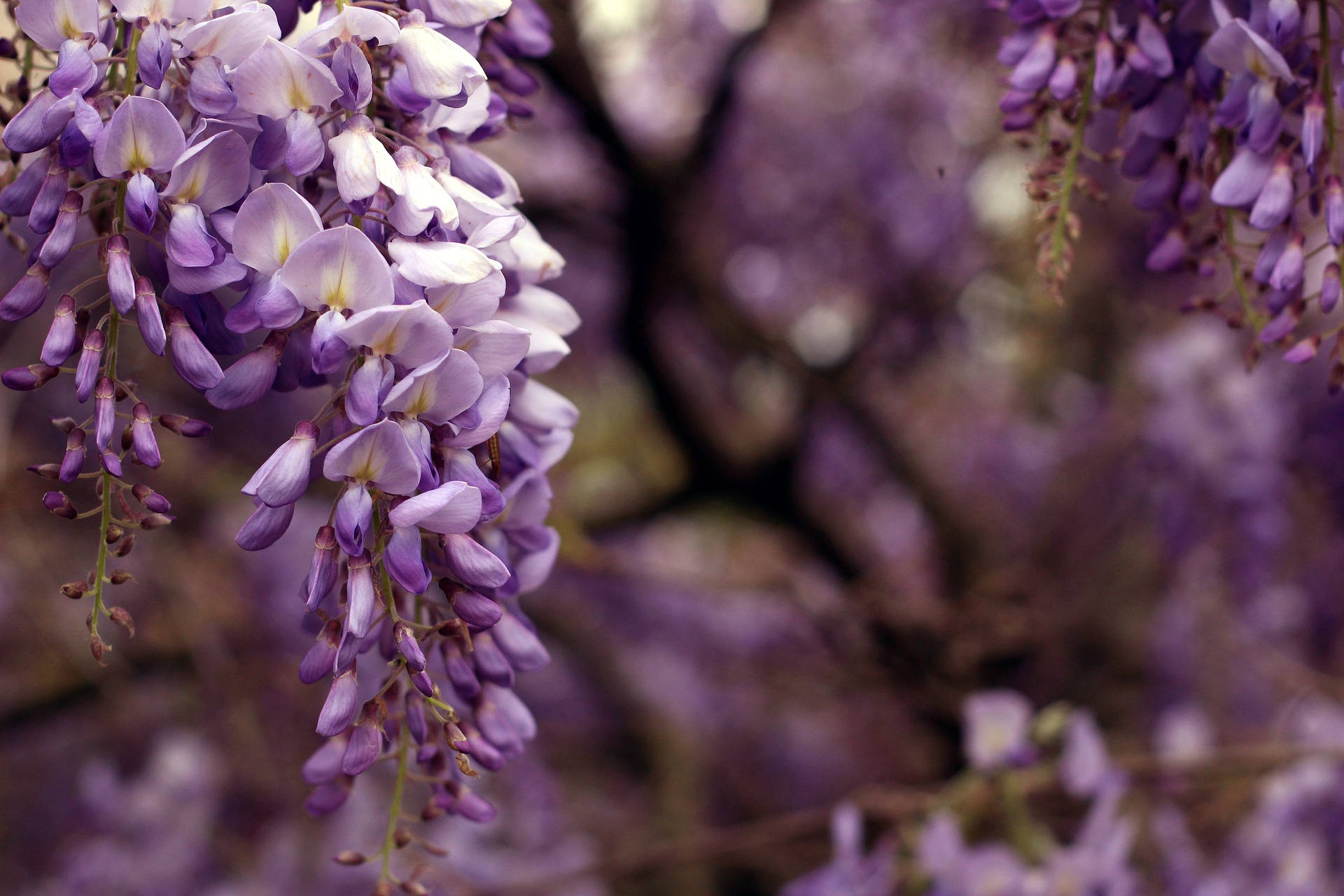 Mesmerizing Wisteria Flowers Bloom On Desktop