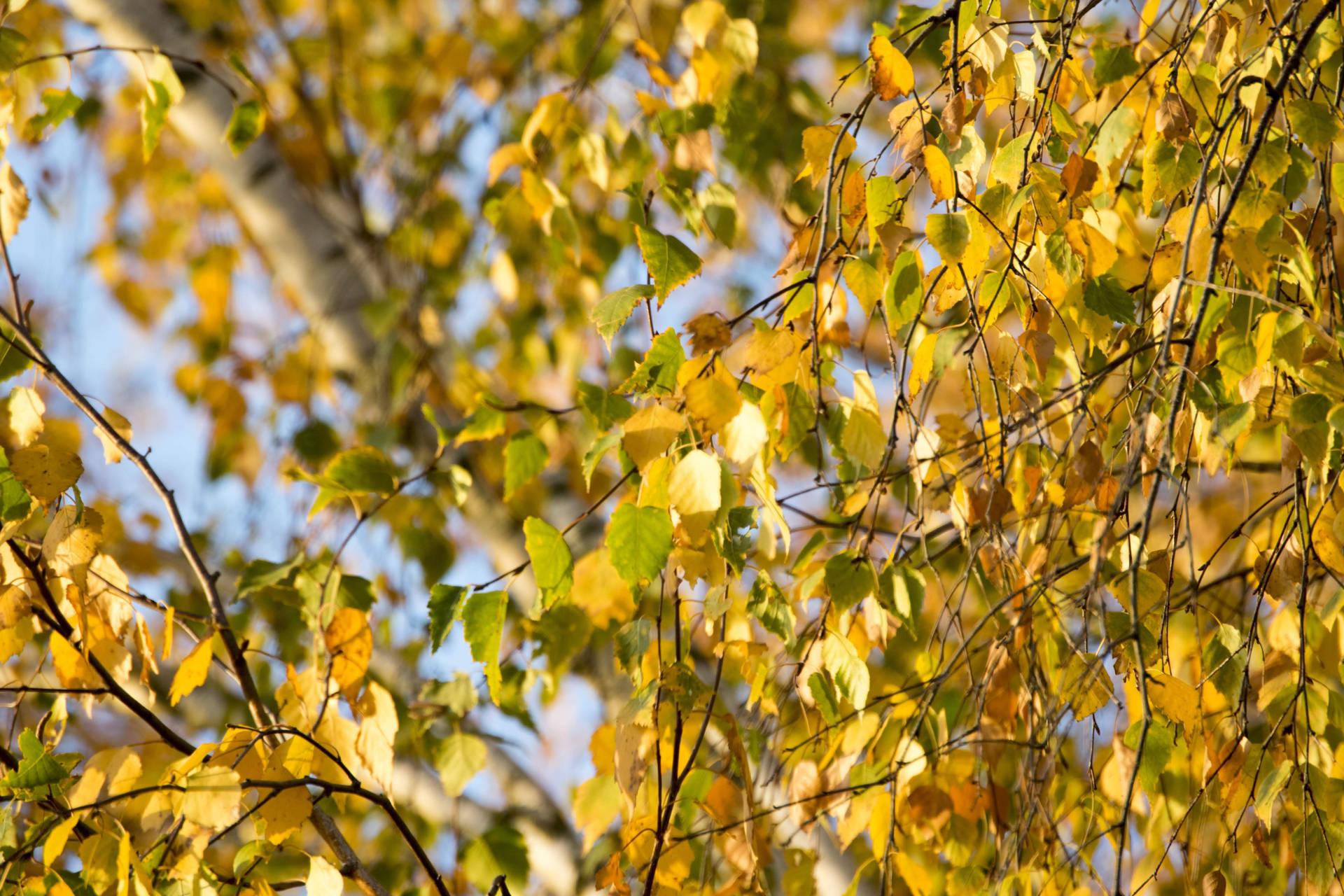 Mesmerizing Yellow Tree Leaves In Lithuania Background