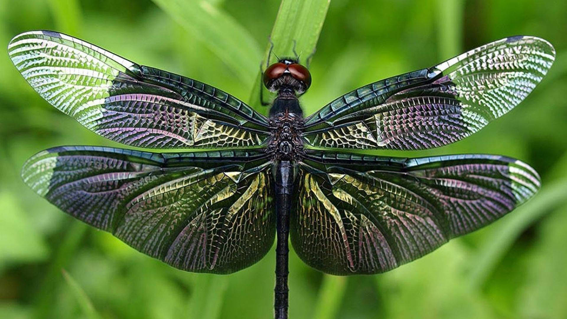 Metallic Dragonfly Wings Background