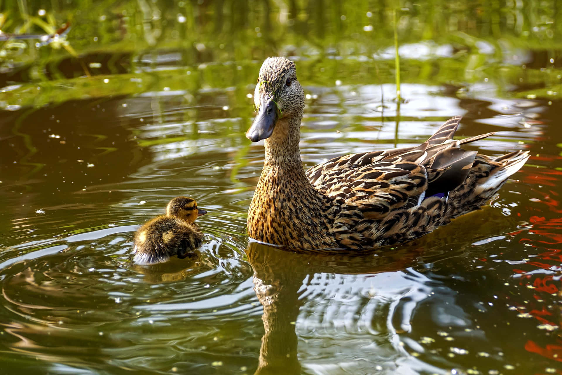 Mexican Duck Mother Bird Background