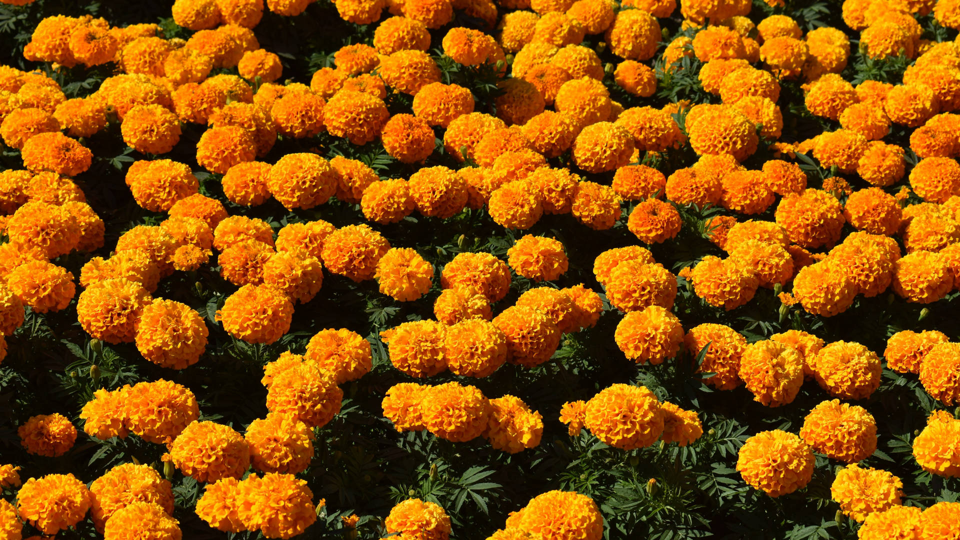 Mexican Marigold Field Background