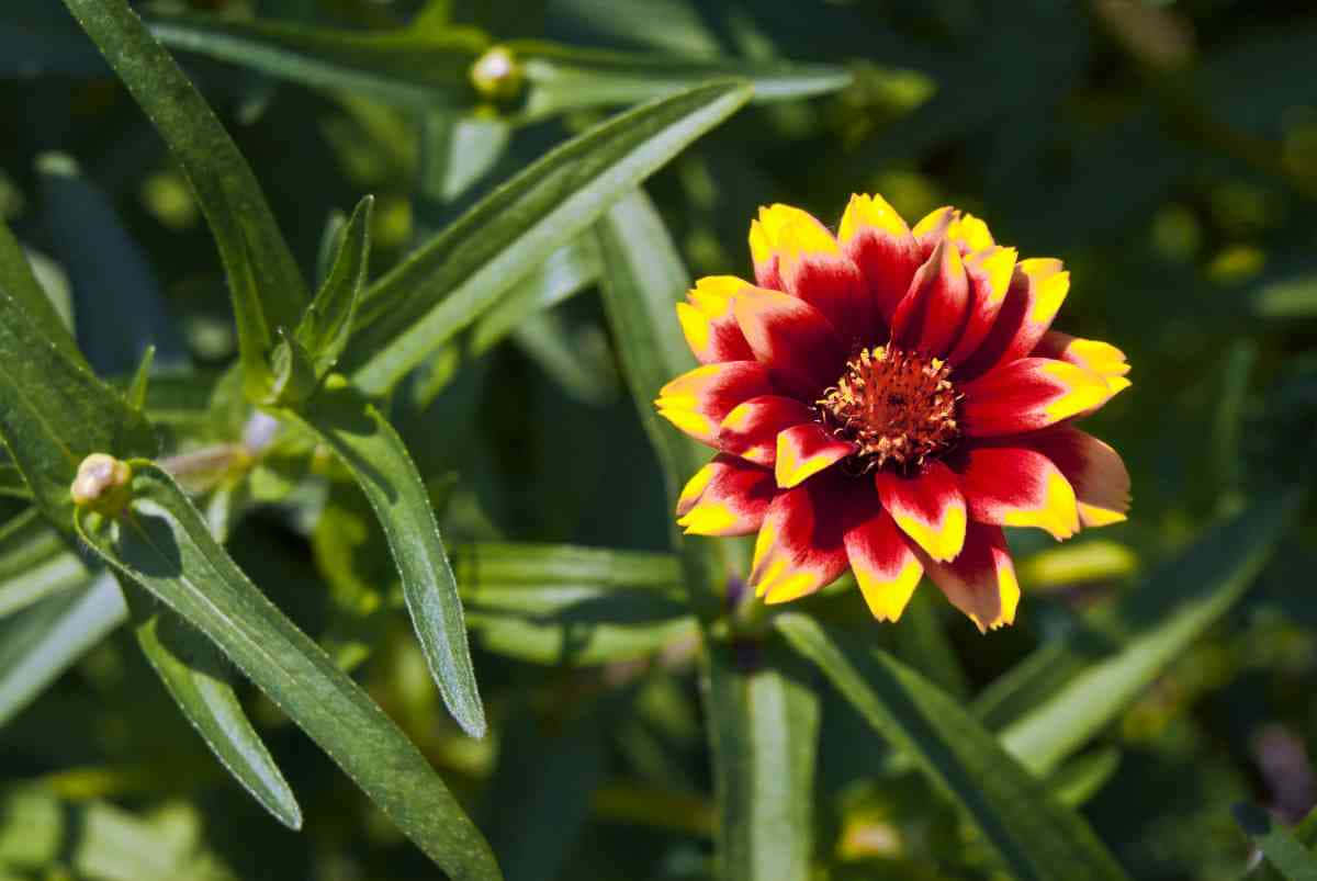 Mexican Zinnia With Jovial Colors