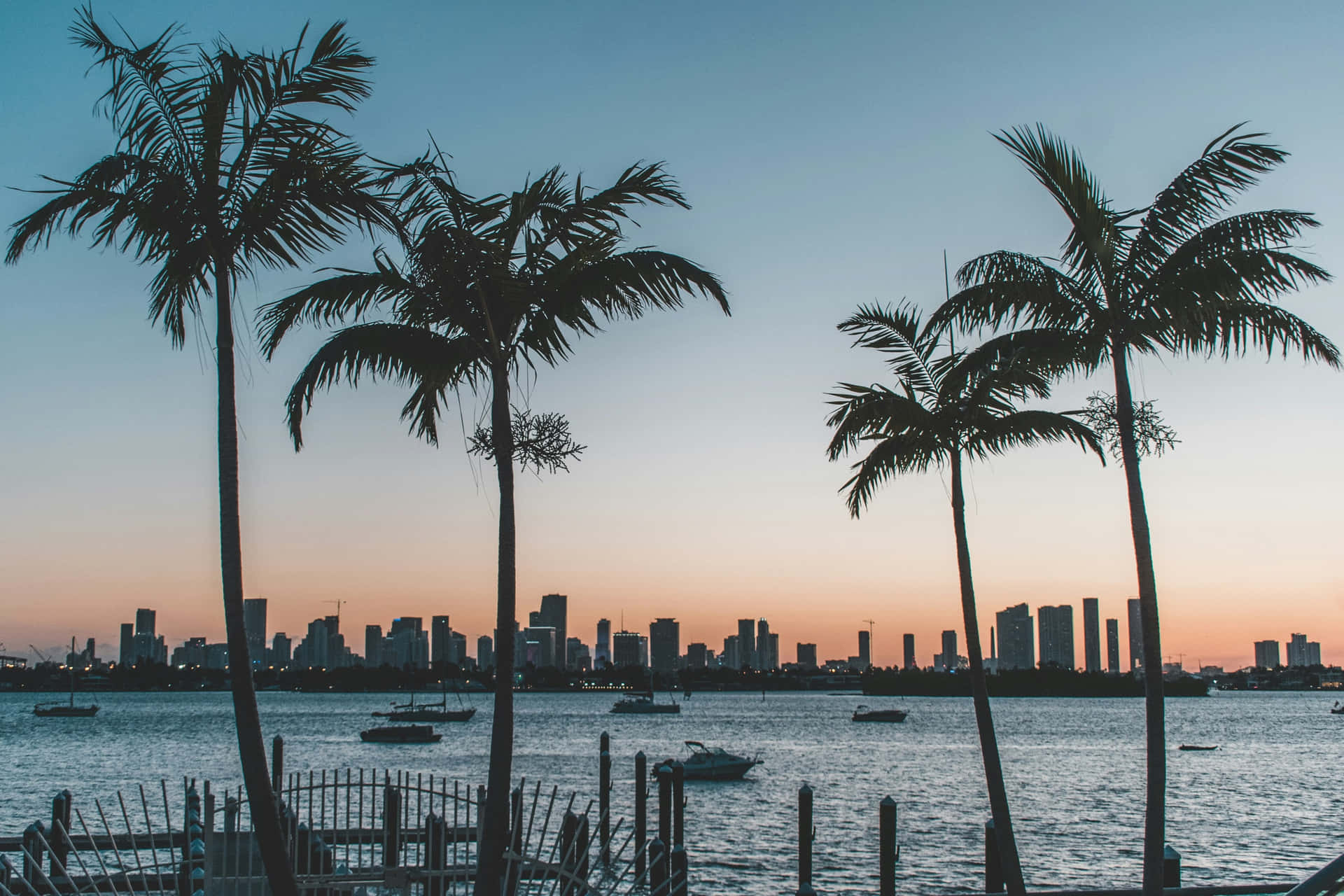 Miami Skyline Sunset Palm Trees