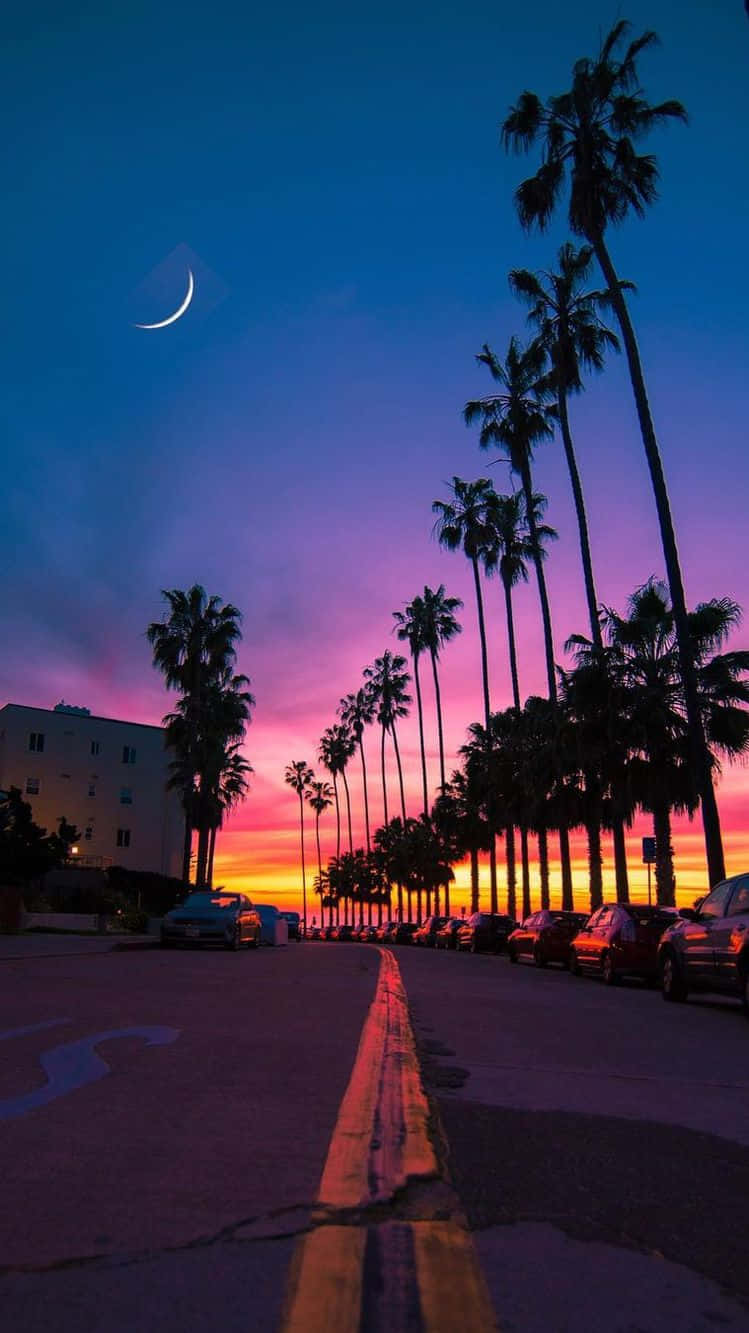 Miami Sunset And Palm Trees Iphone Background