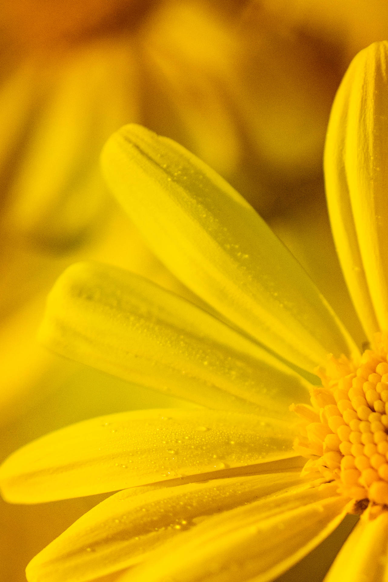 Micro Photo Of Yellow Flower Android