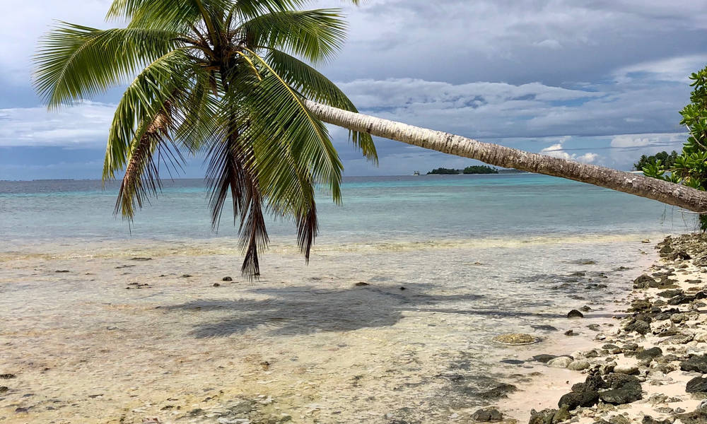 Micronesia Coconut Tree Bent