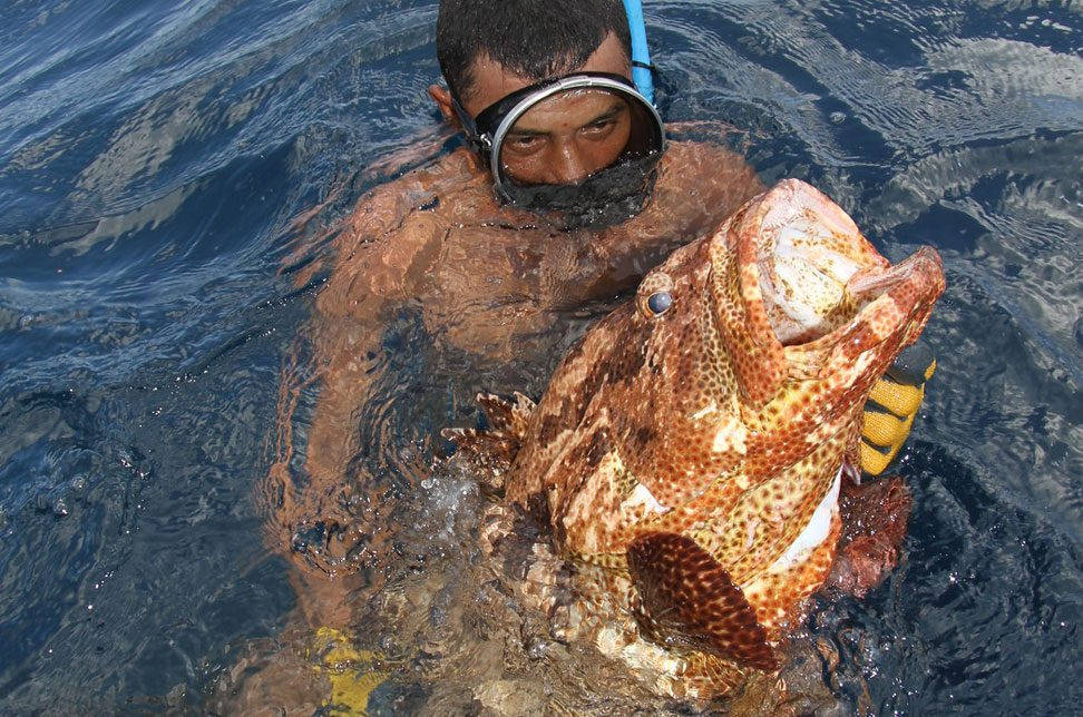 Micronesia Diver Big Fish Background