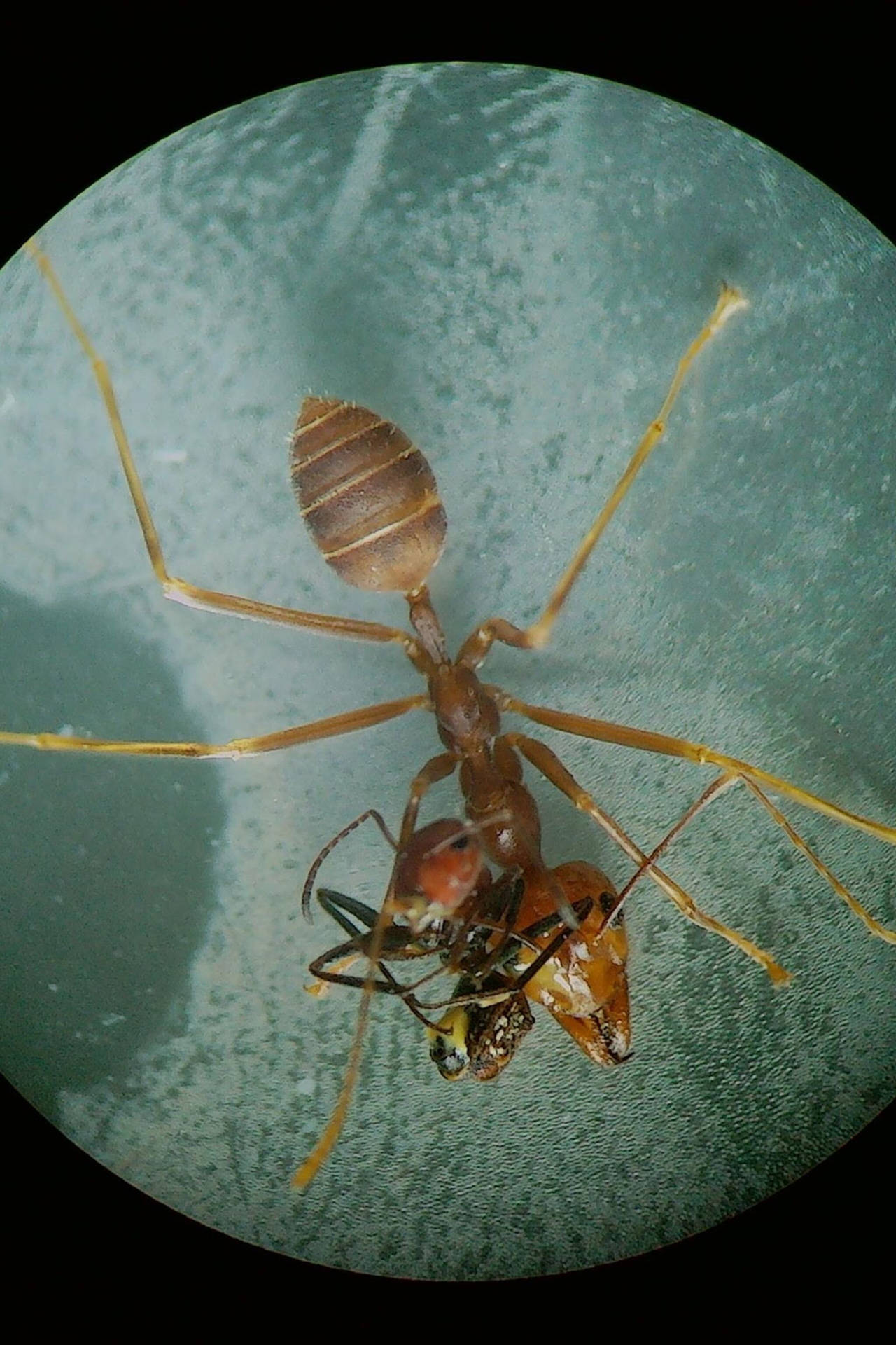 Microscopic Ant Background