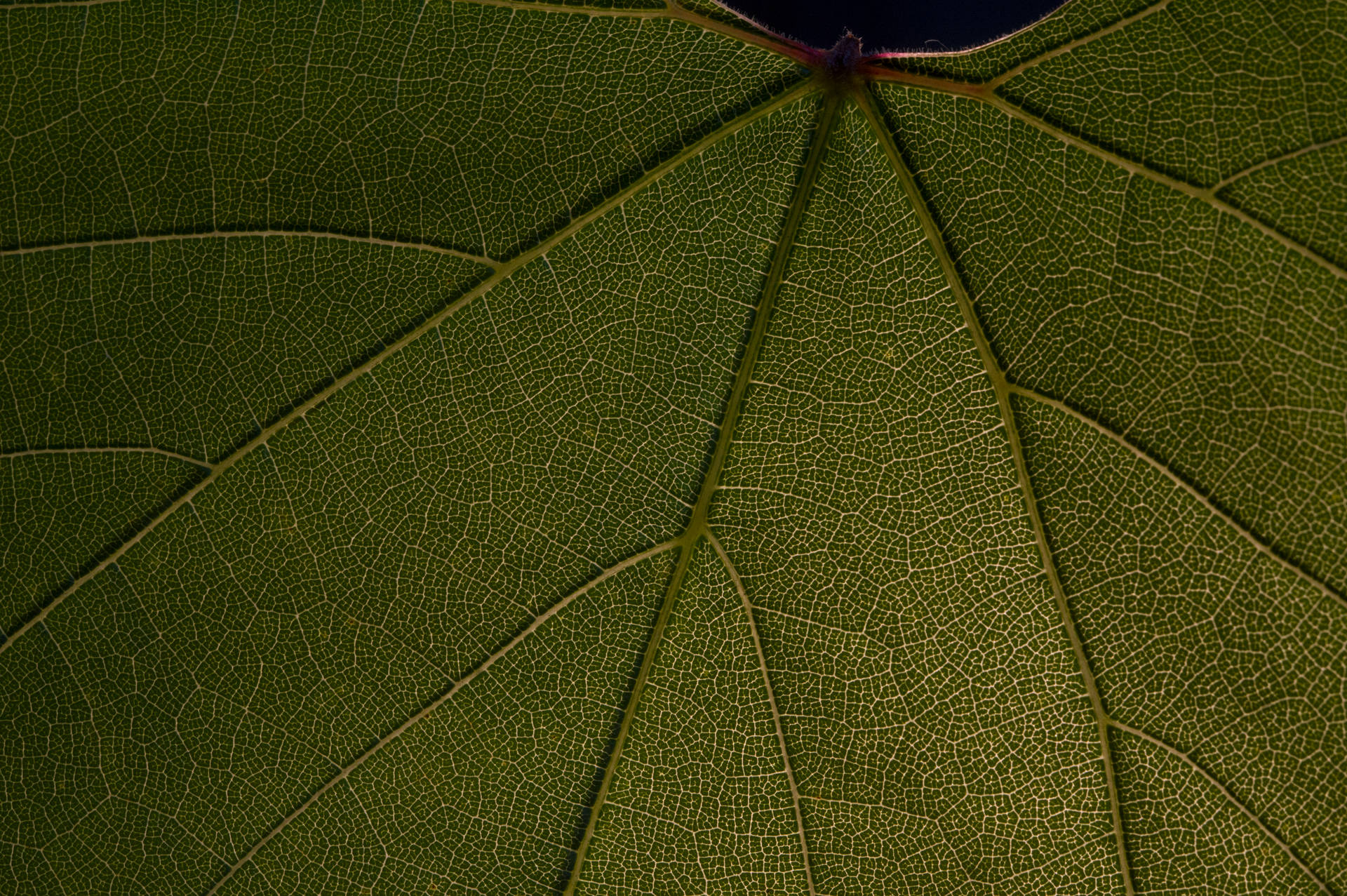 Microsoft Surface Leaf Background