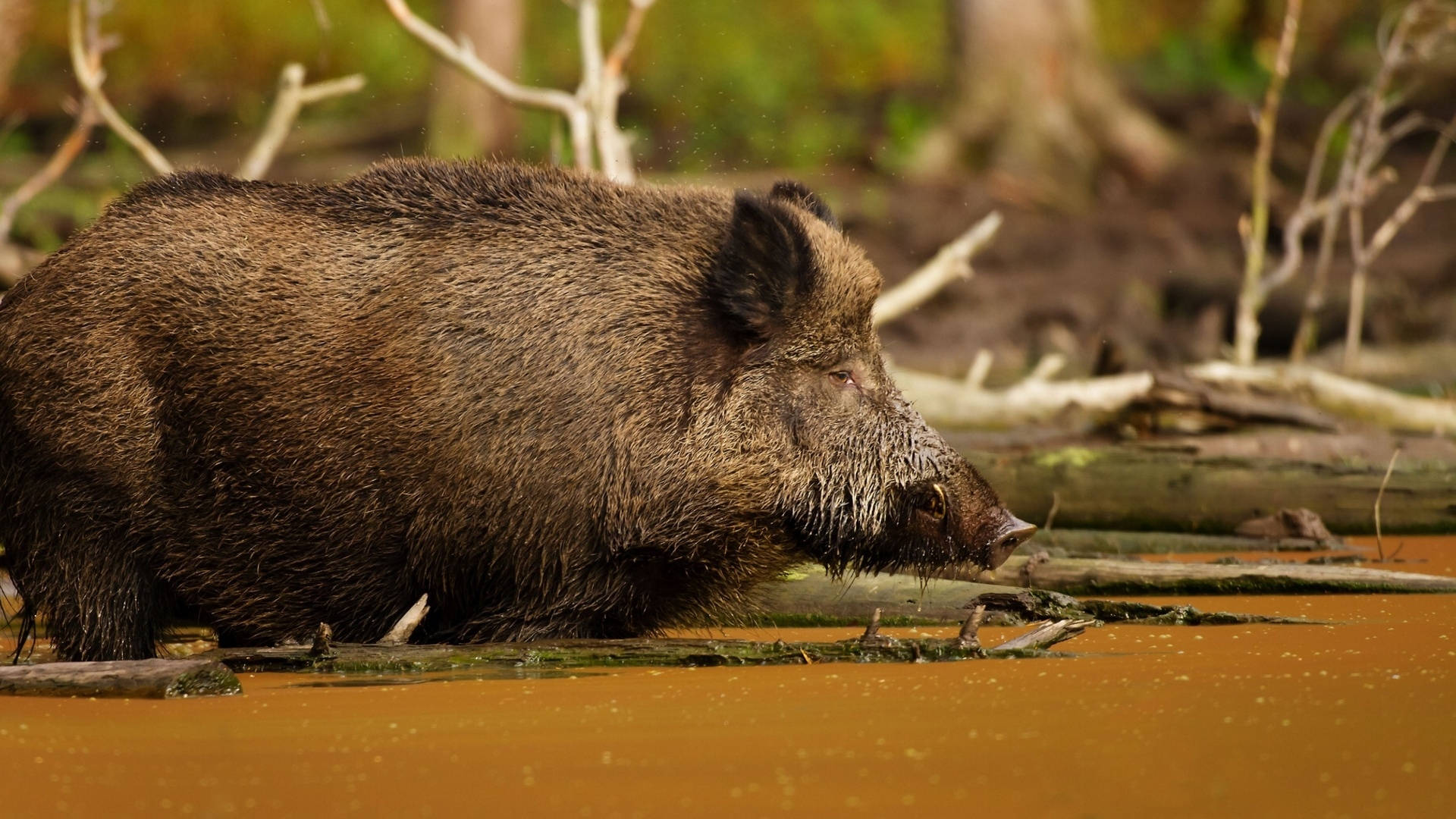 Middle Asian Wild Boar Background