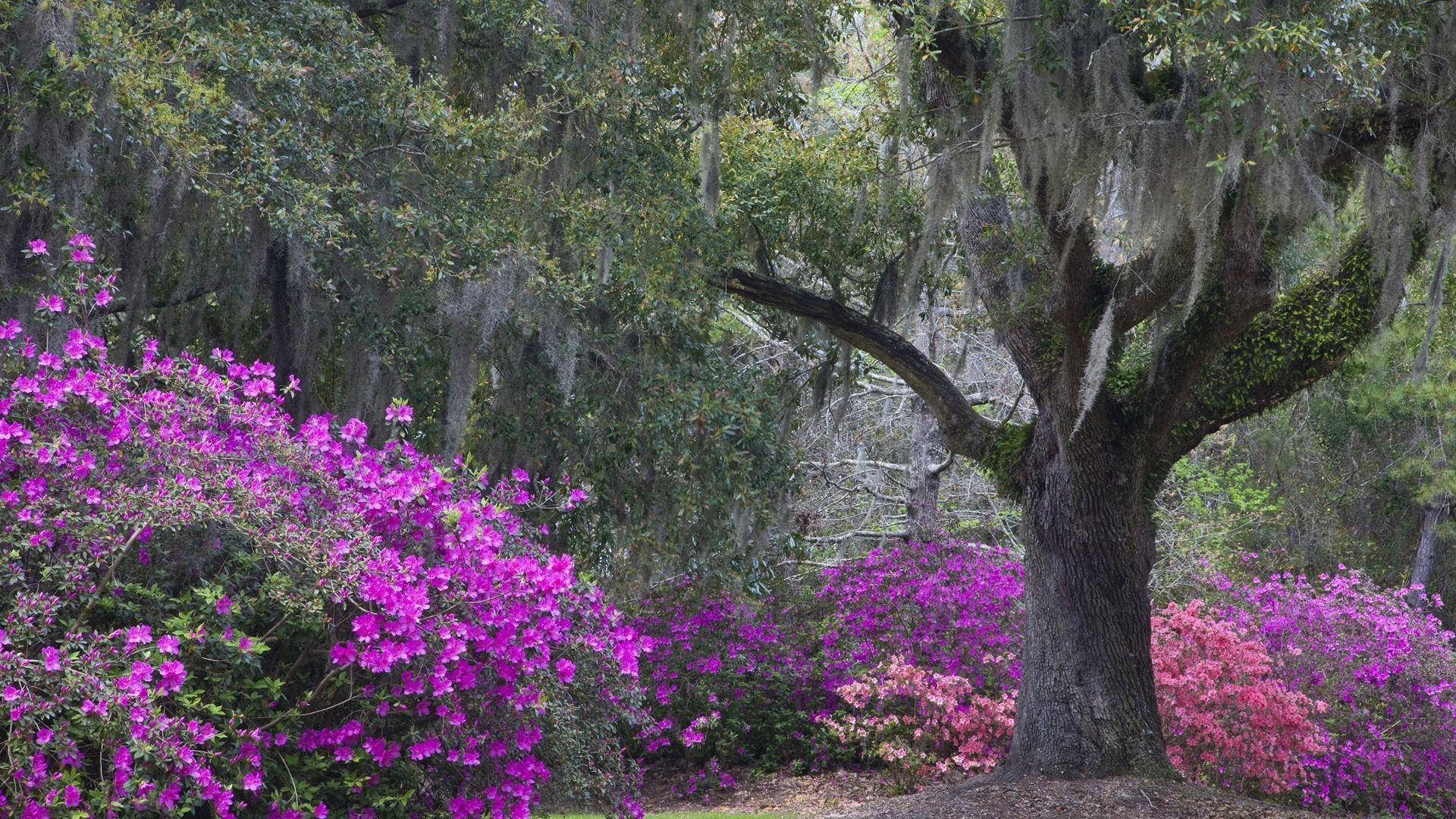 Middleton Plantation South Carolina Background