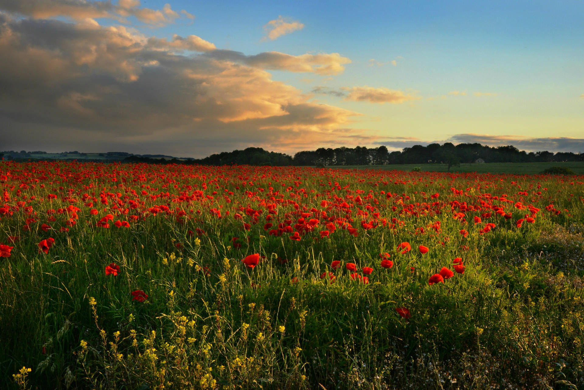 Midlothian Poppy Fields Background