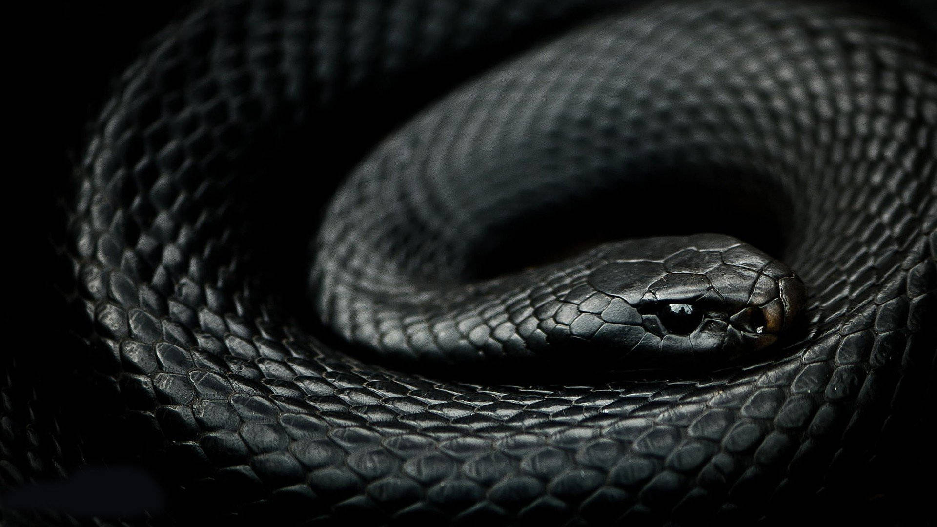 Midnight Black Scales Black Mamba Snake Background