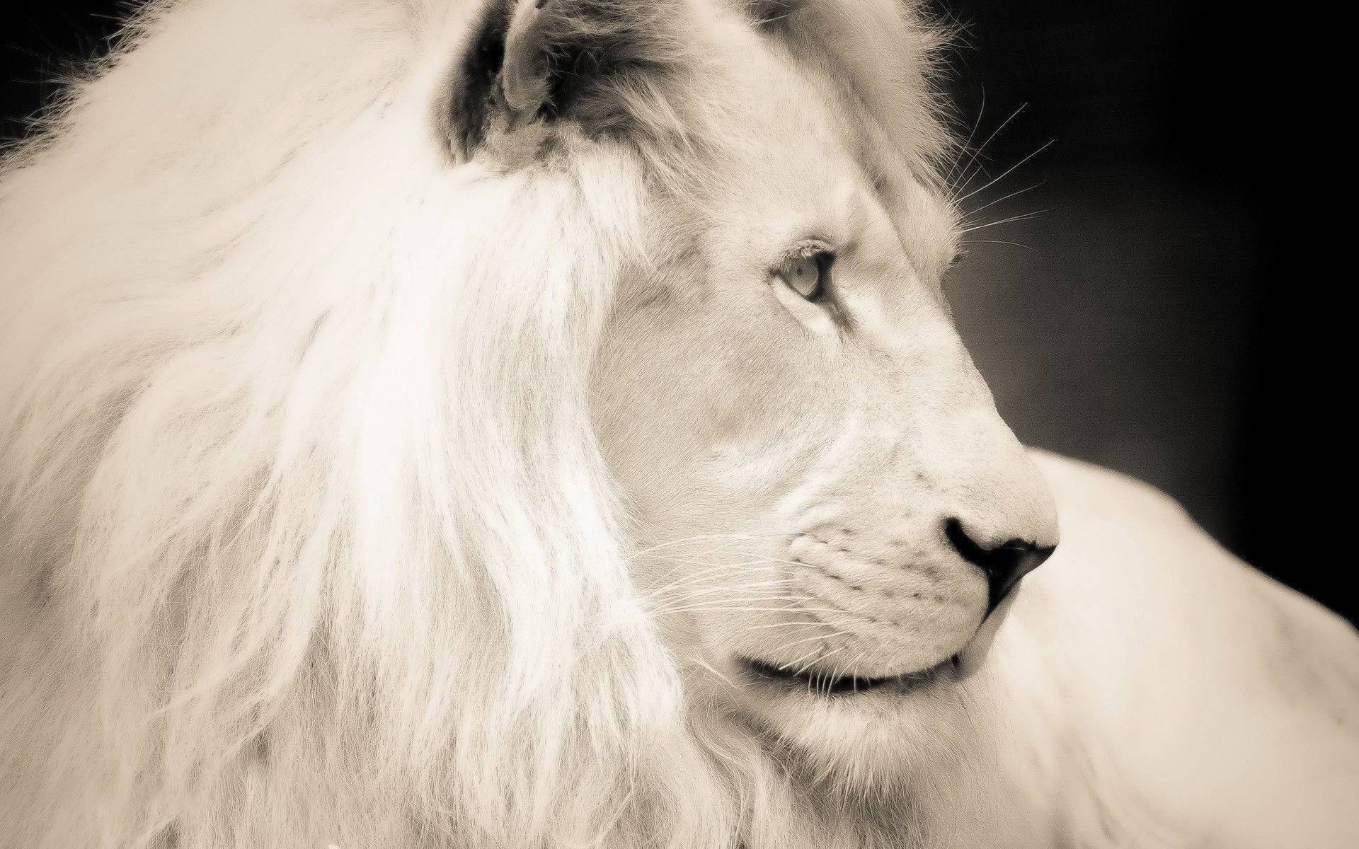 Mighty Male White Lion Background