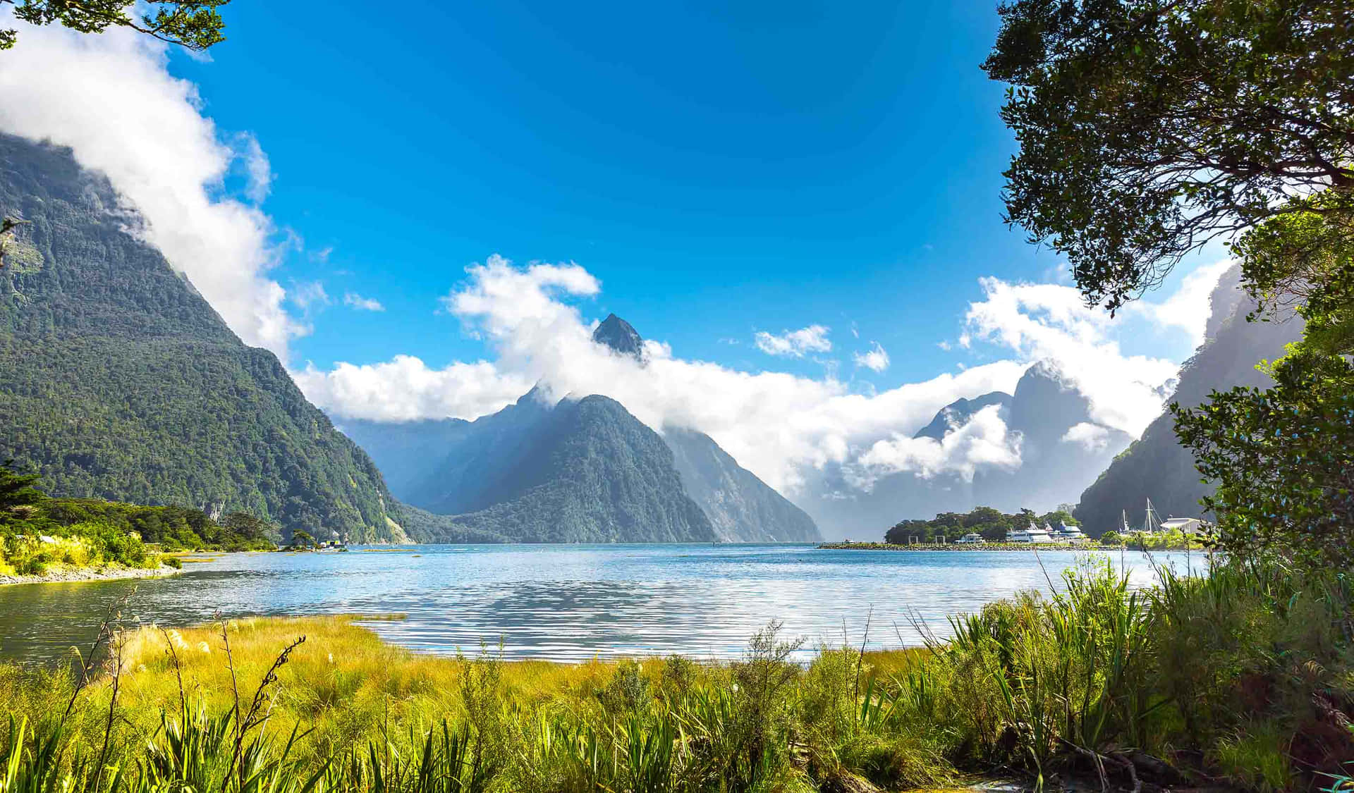 Milford Sound Green Grasses Background