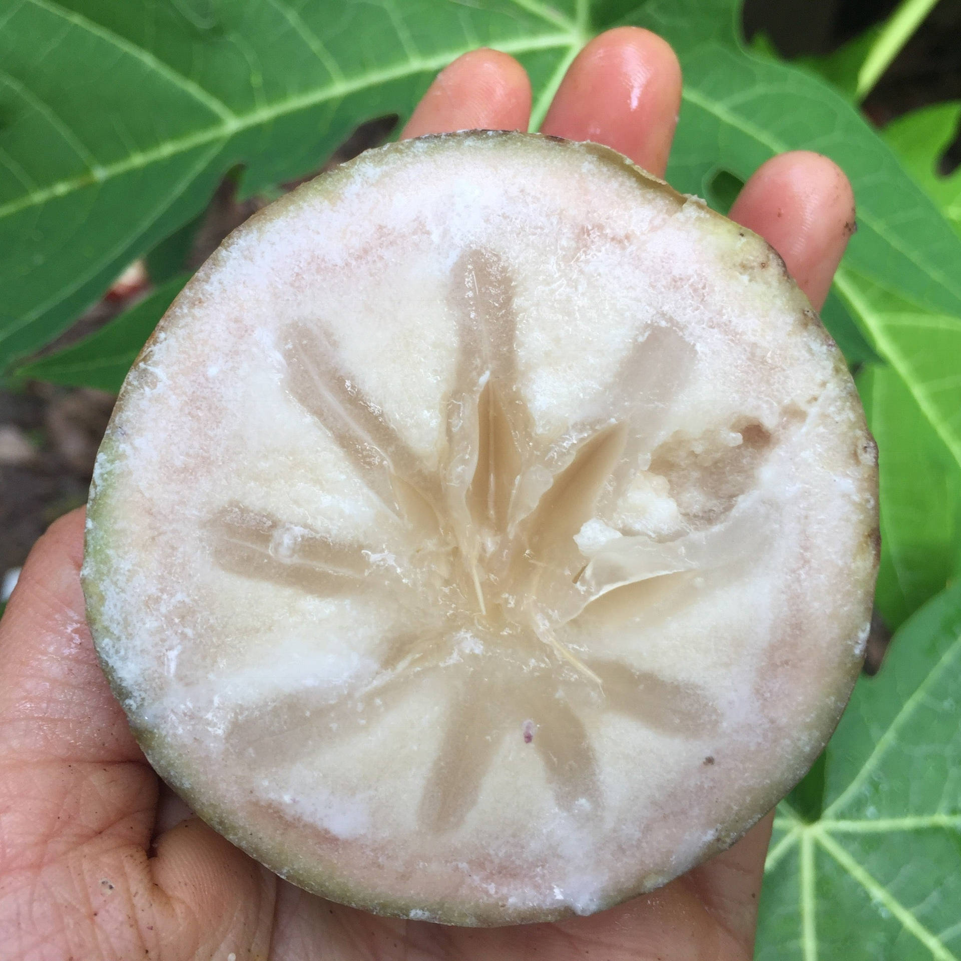 Milky Flesh Star Apple Background