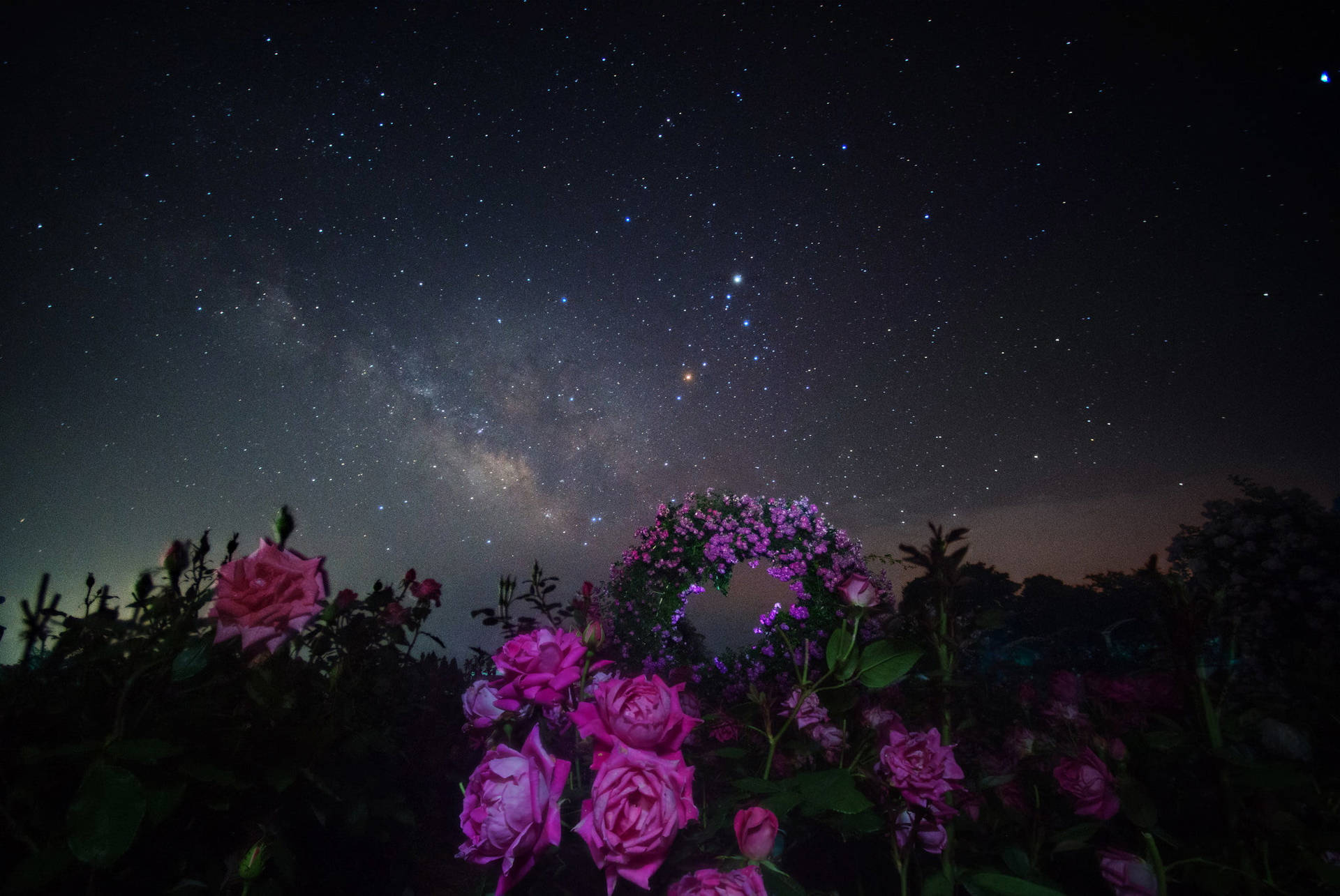 Milky Way Galaxy Flowers Background