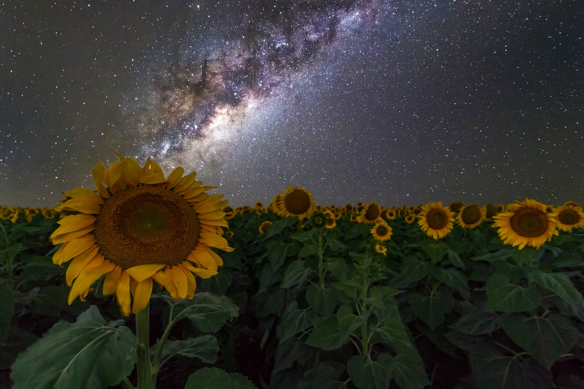 Milky Way Galaxy Sunflower Background