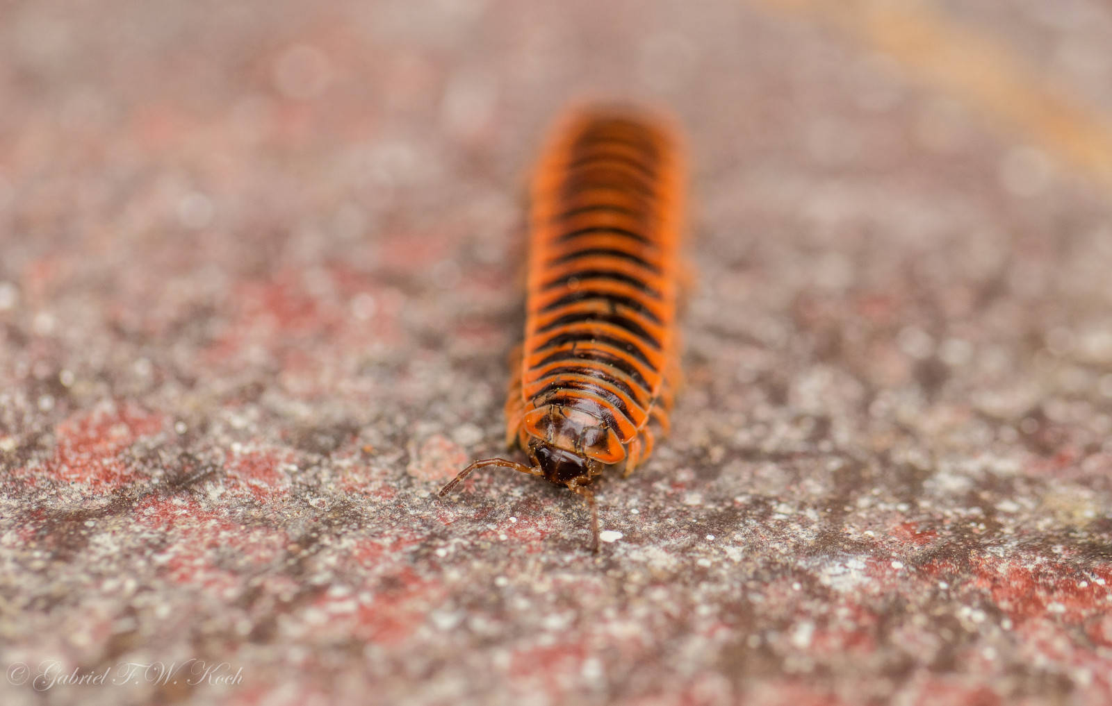 Millipede From The Xystodesmidae Family